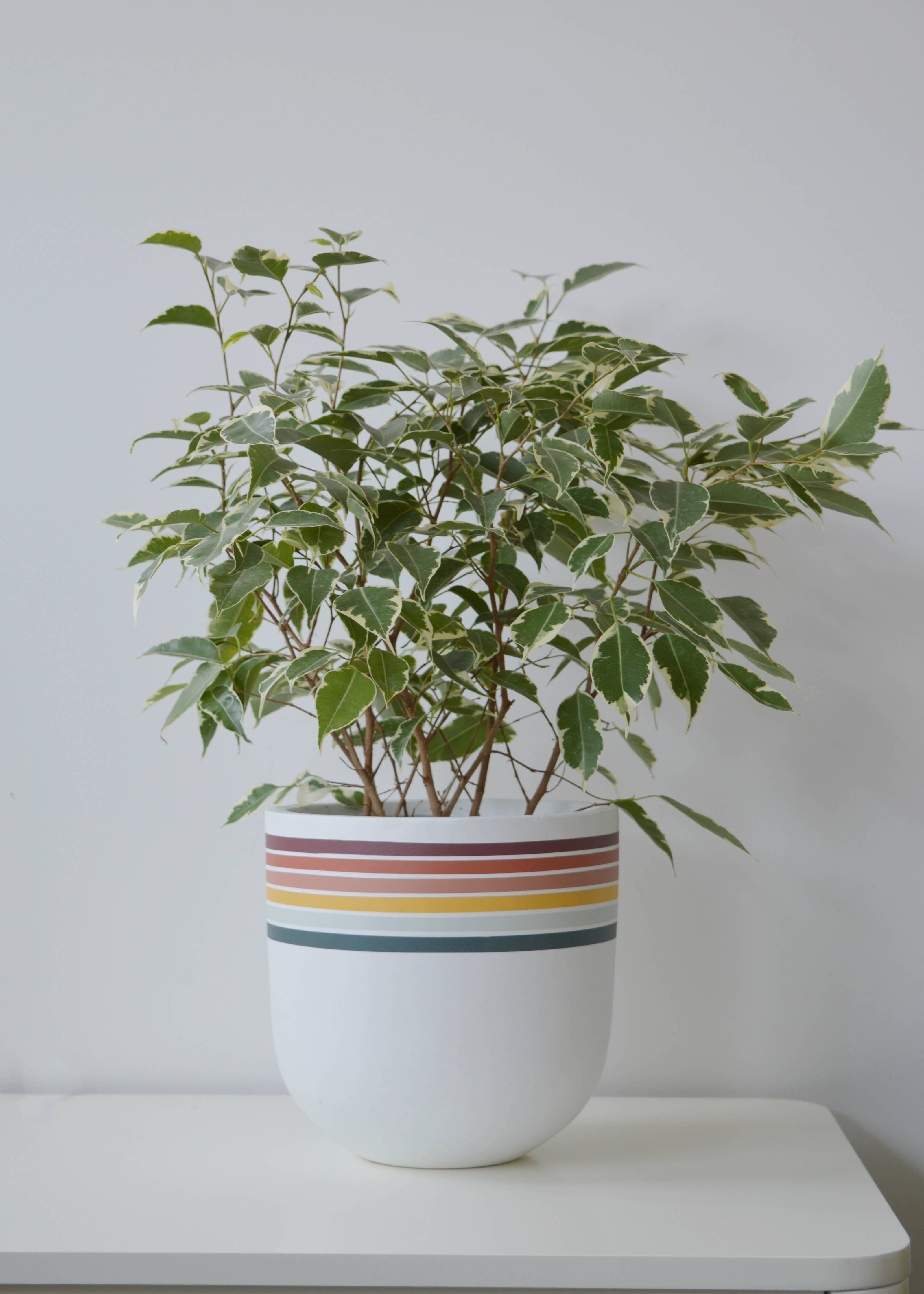 RETRO POT | PLANTER
