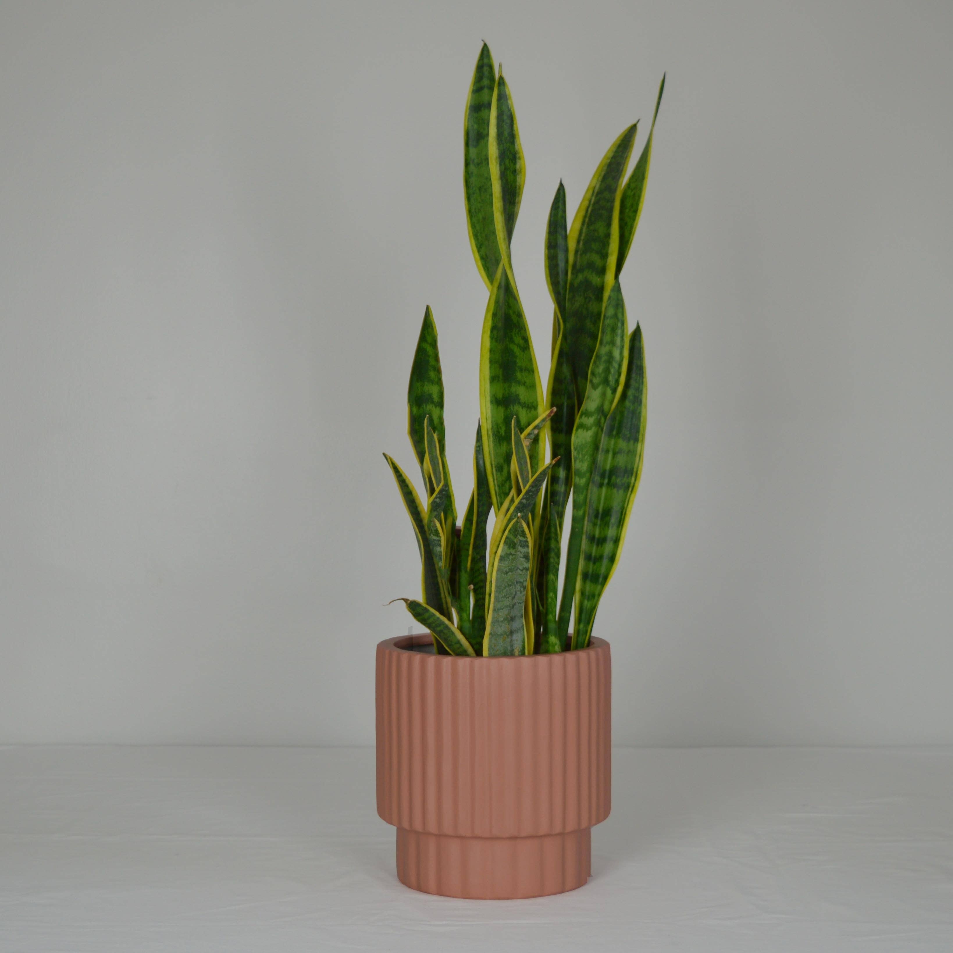 RIDGED CYLINDER POT | PLANTER