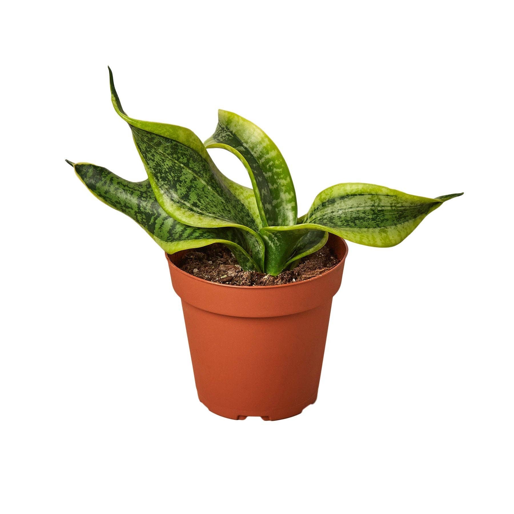Snake Plant Twist product view - Sansevieria with twisted spiraling leaves for modern home decor