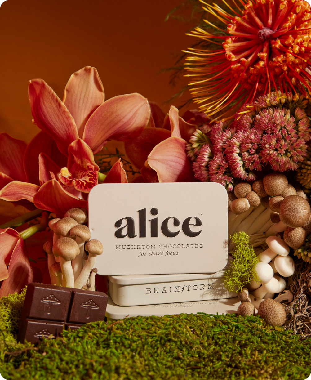 Brainstorm — mushroom chocolates for focus