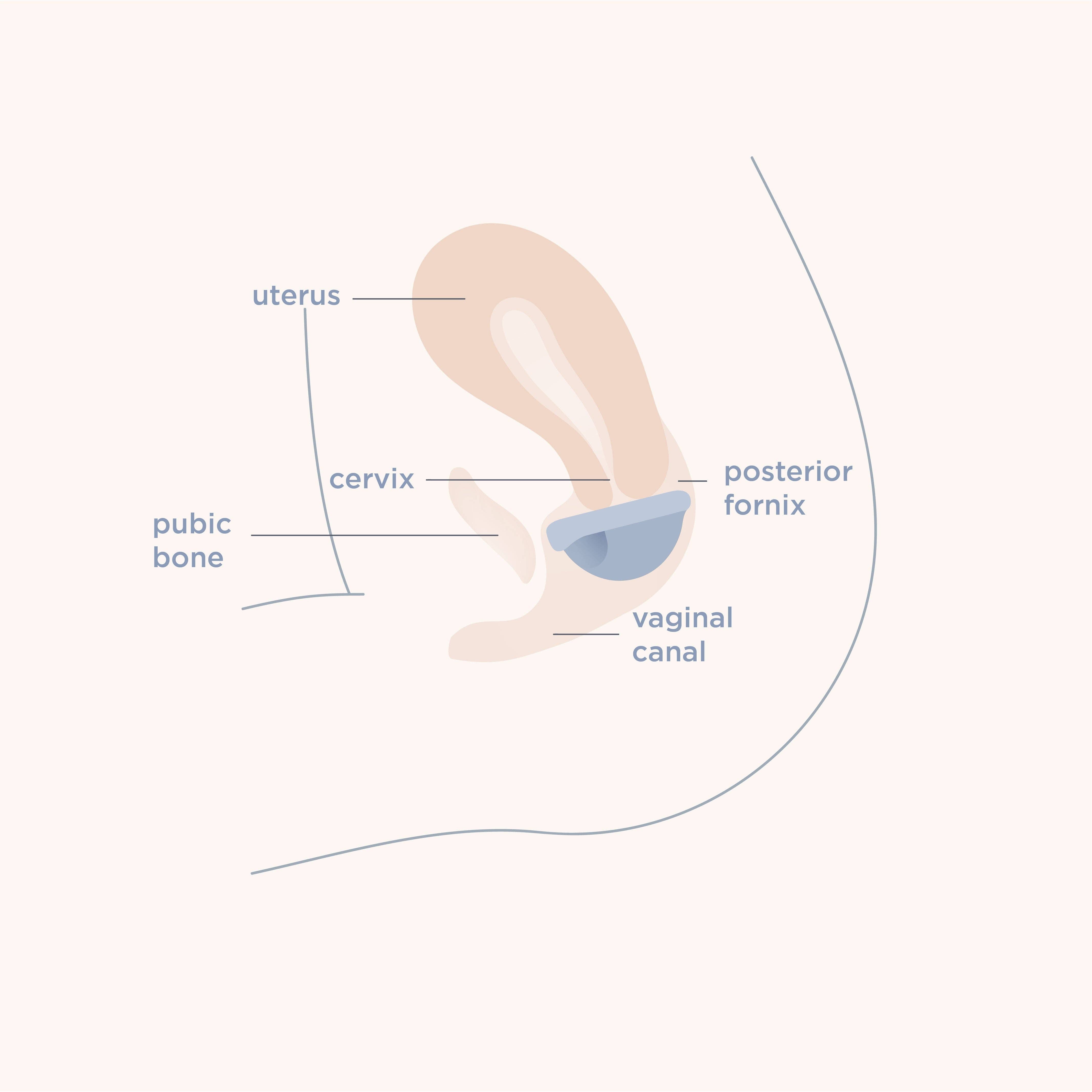 Menstrual Disc Duo - Free Living Co