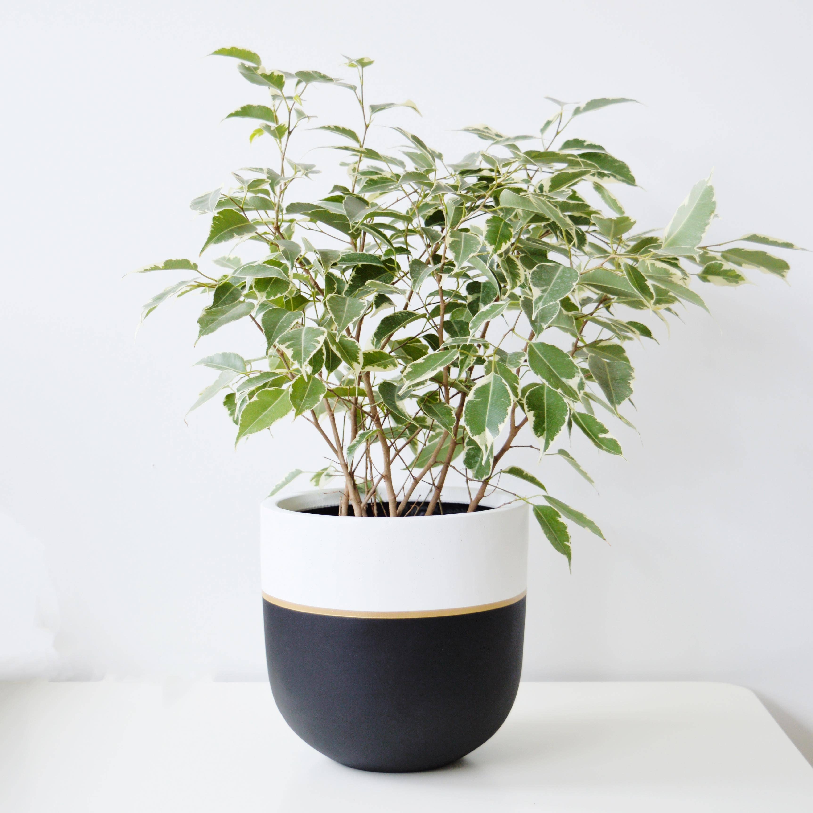 GALA POT | PLANTER