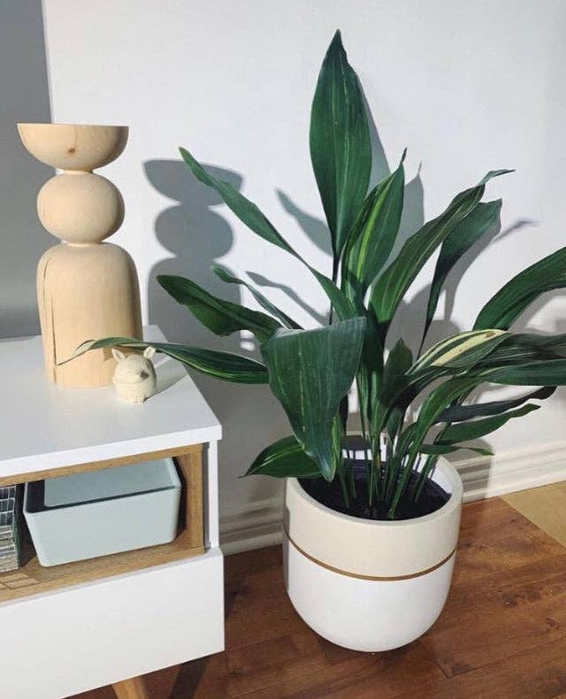 GALA POT | PLANTER