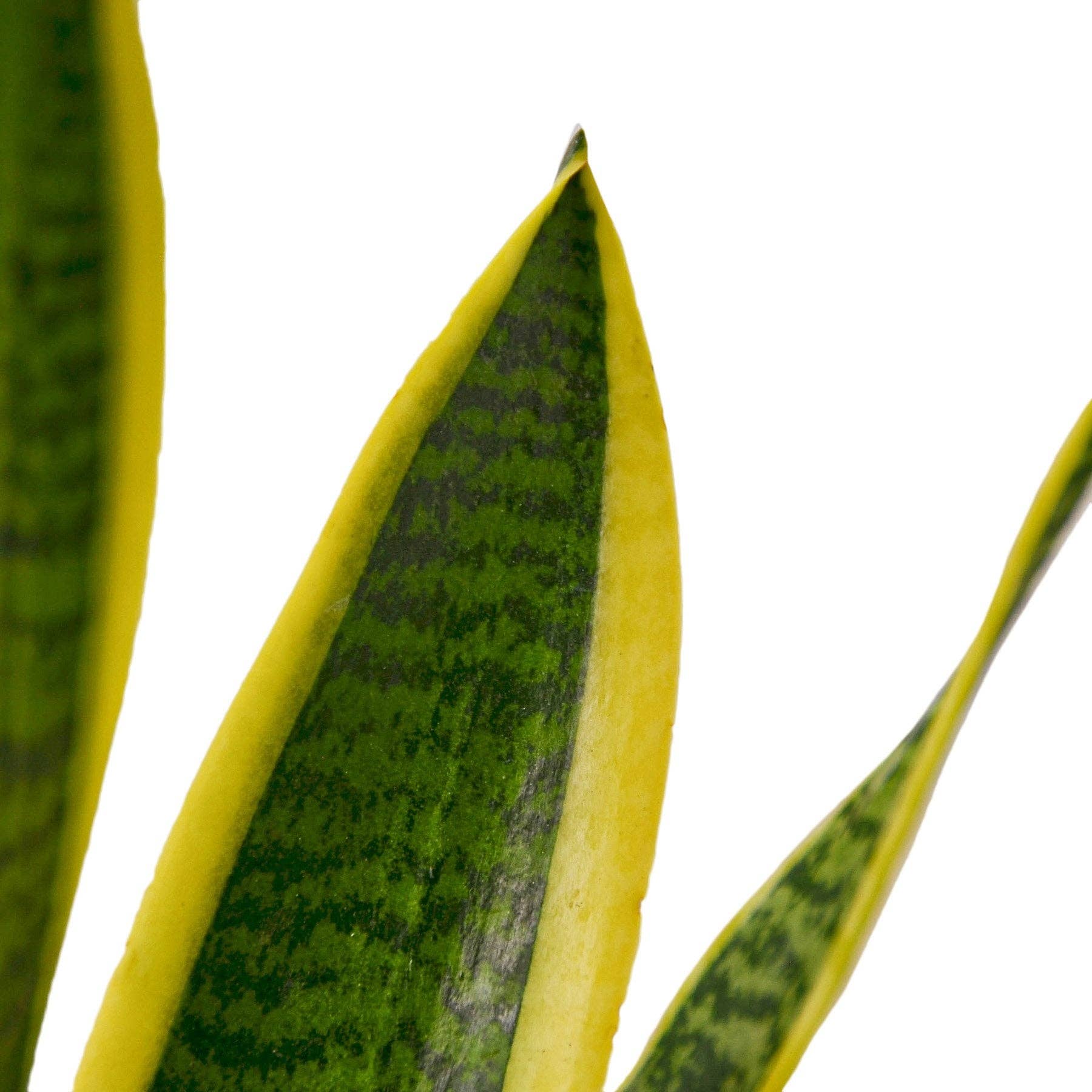 Snake Plant Laurentii close-up showing variegated green leaves with yellow margins