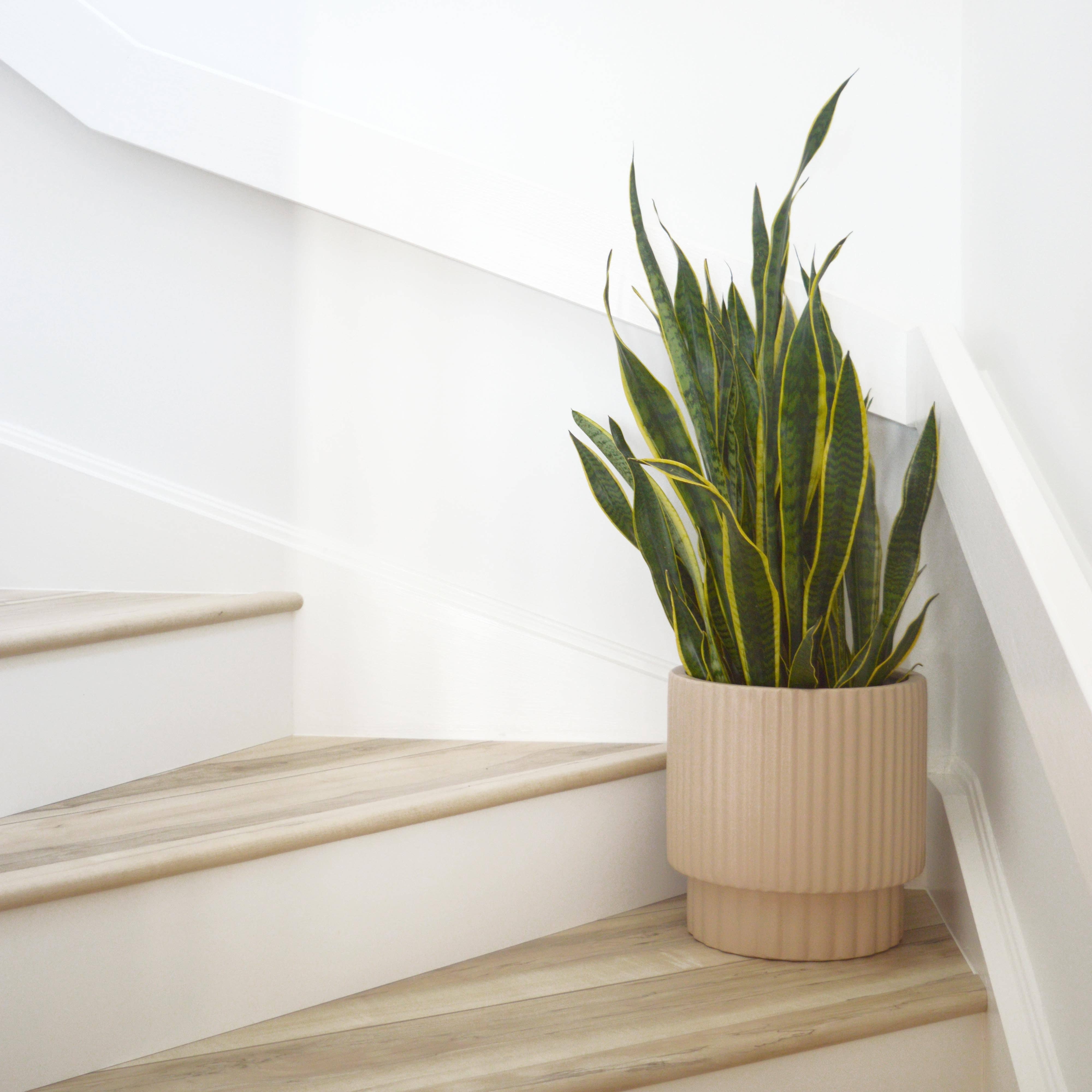 RIDGED CYLINDER POT | PLANTER