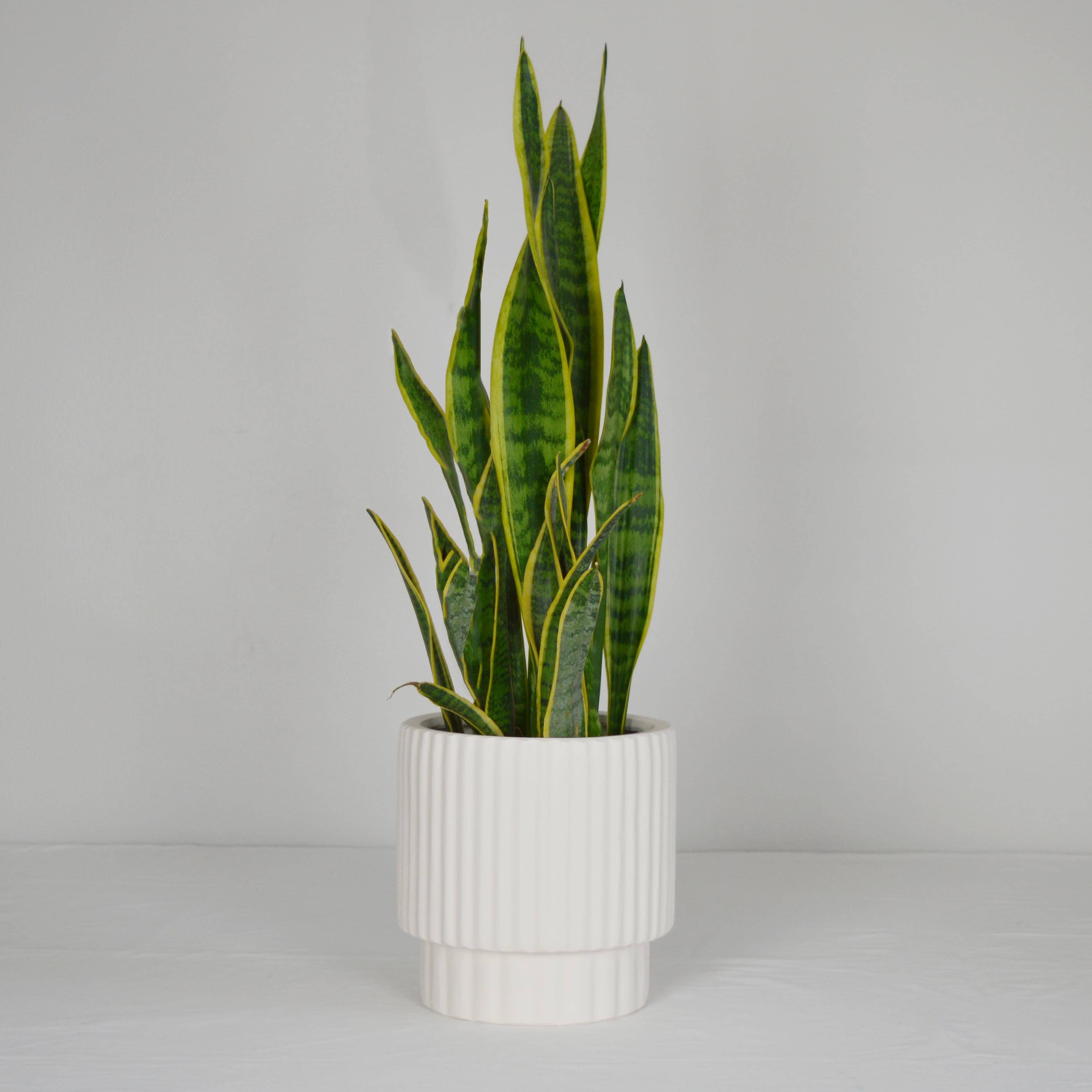 RIDGED CYLINDER POT | PLANTER