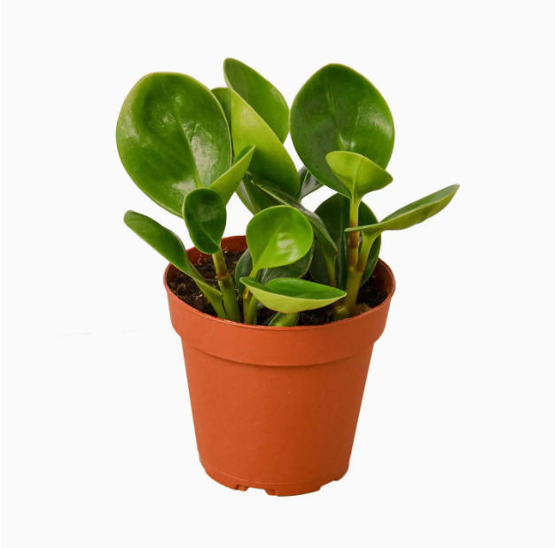 Pet Friendly Plants lifestyle photo - curated selection of cat-safe and dog-safe indoor plants