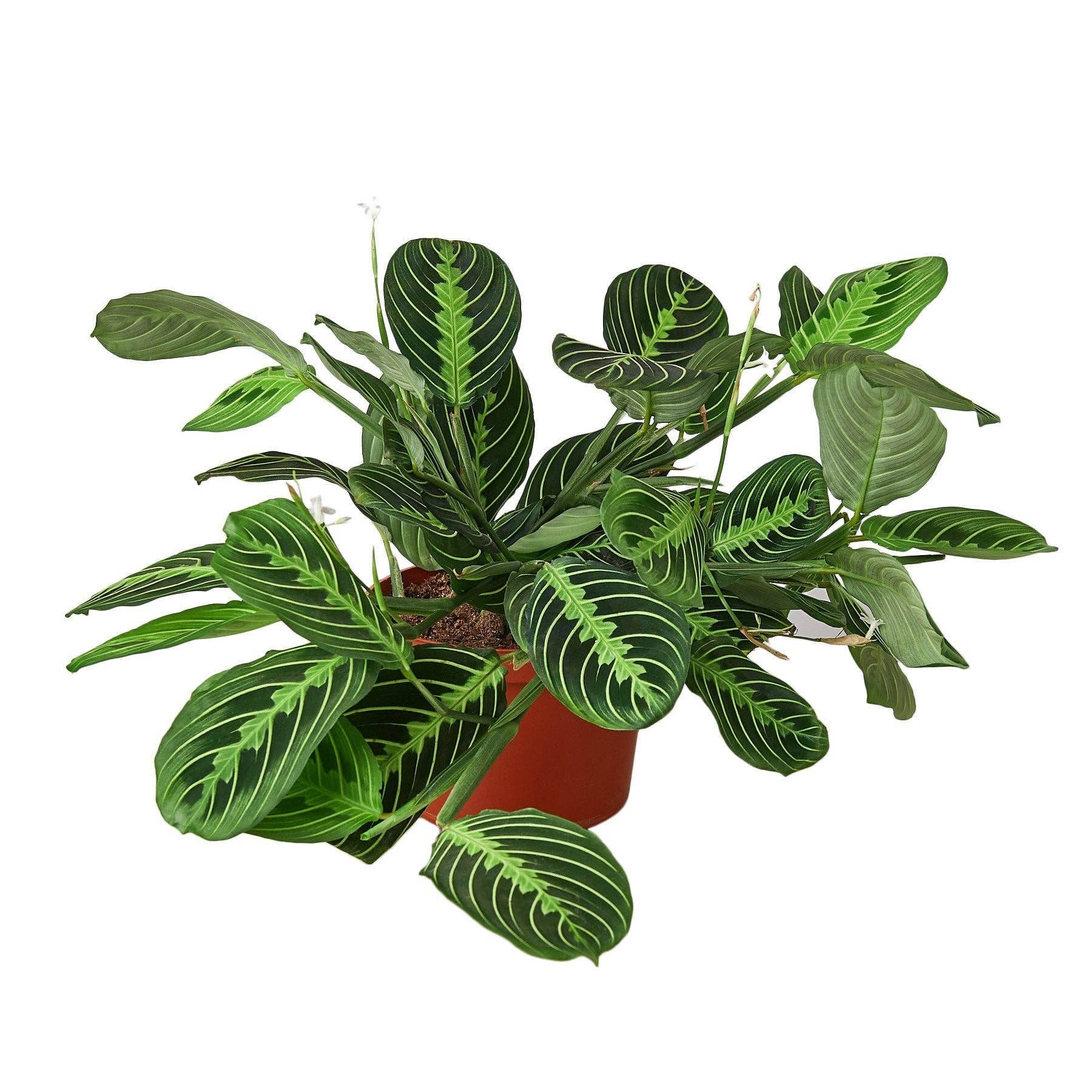 Maranta Lemon Lime Prayer Plant product view - vibrant yellow-green striped prayer plant houseplant