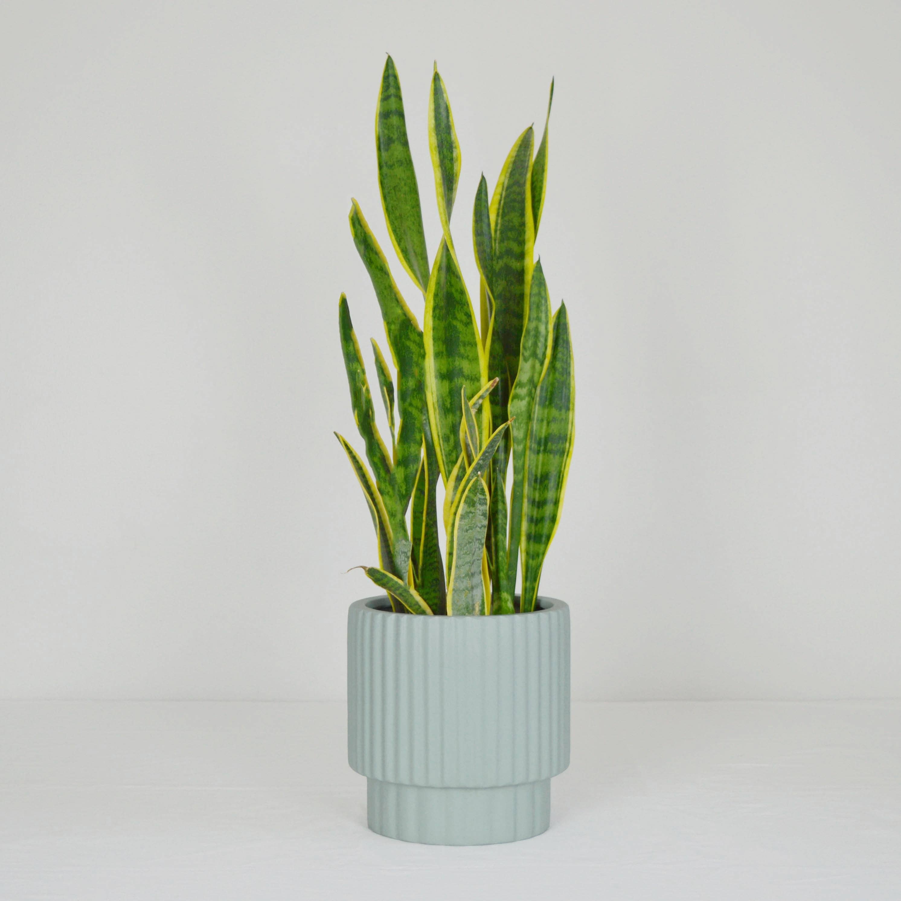 RIDGED CYLINDER POT | PLANTER