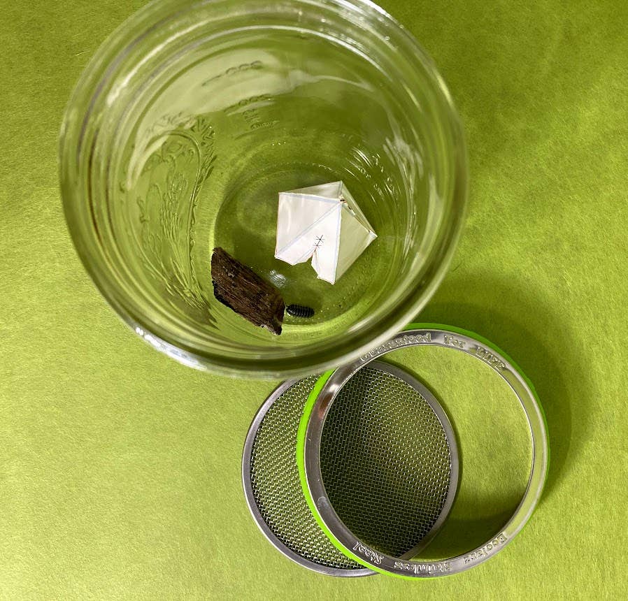 DIY Bug Hotel - Wide Mouth - Free Living Co