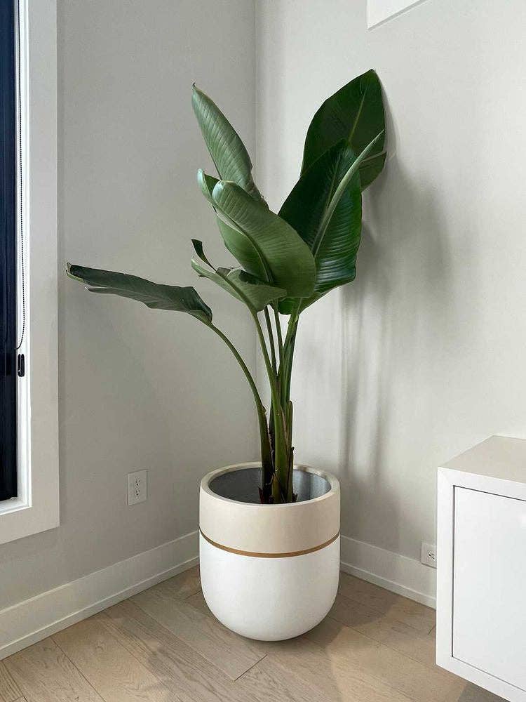 GALA POT | PLANTER - Free Living Co