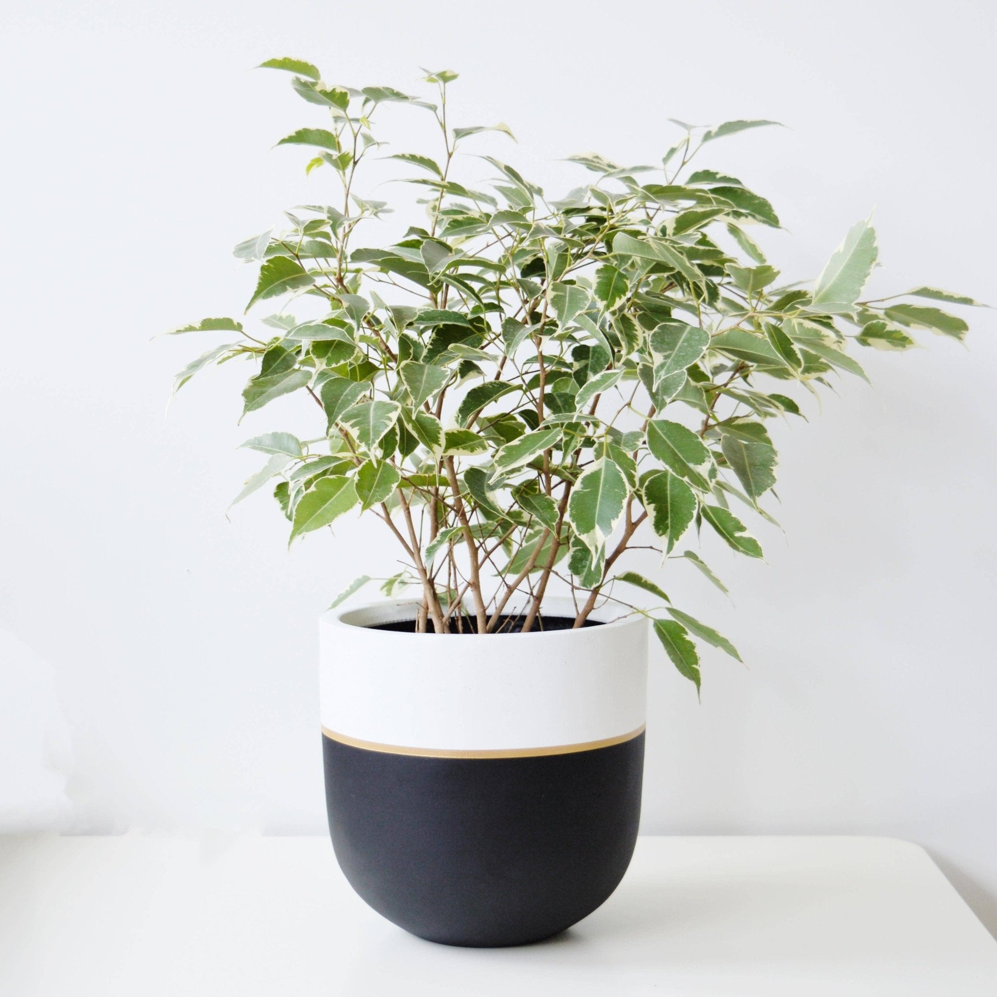 GALA POT | PLANTER - Free Living Co