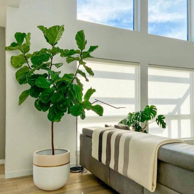 GALA POT | PLANTER - Free Living Co