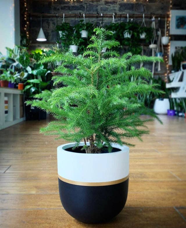 GALA POT | PLANTER - Free Living Co