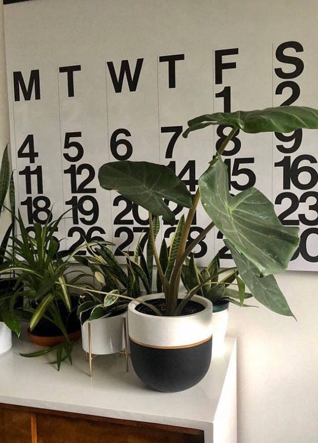 GALA POT | PLANTER - Free Living Co
