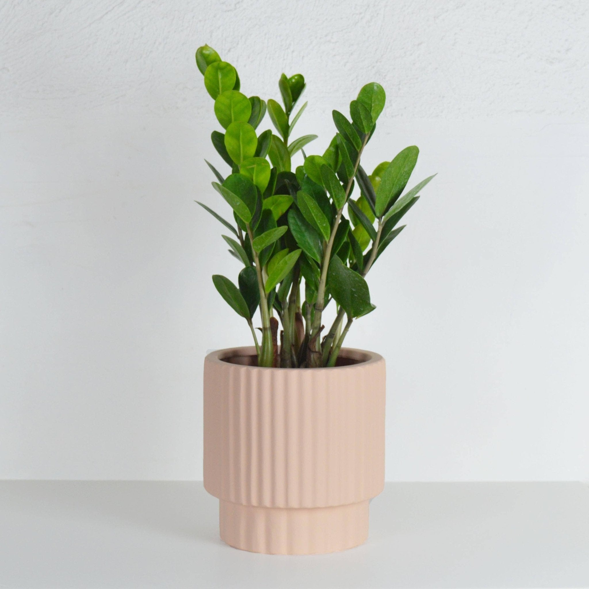 RIDGED CYLINDER POT | PLANTER - Free Living Co
