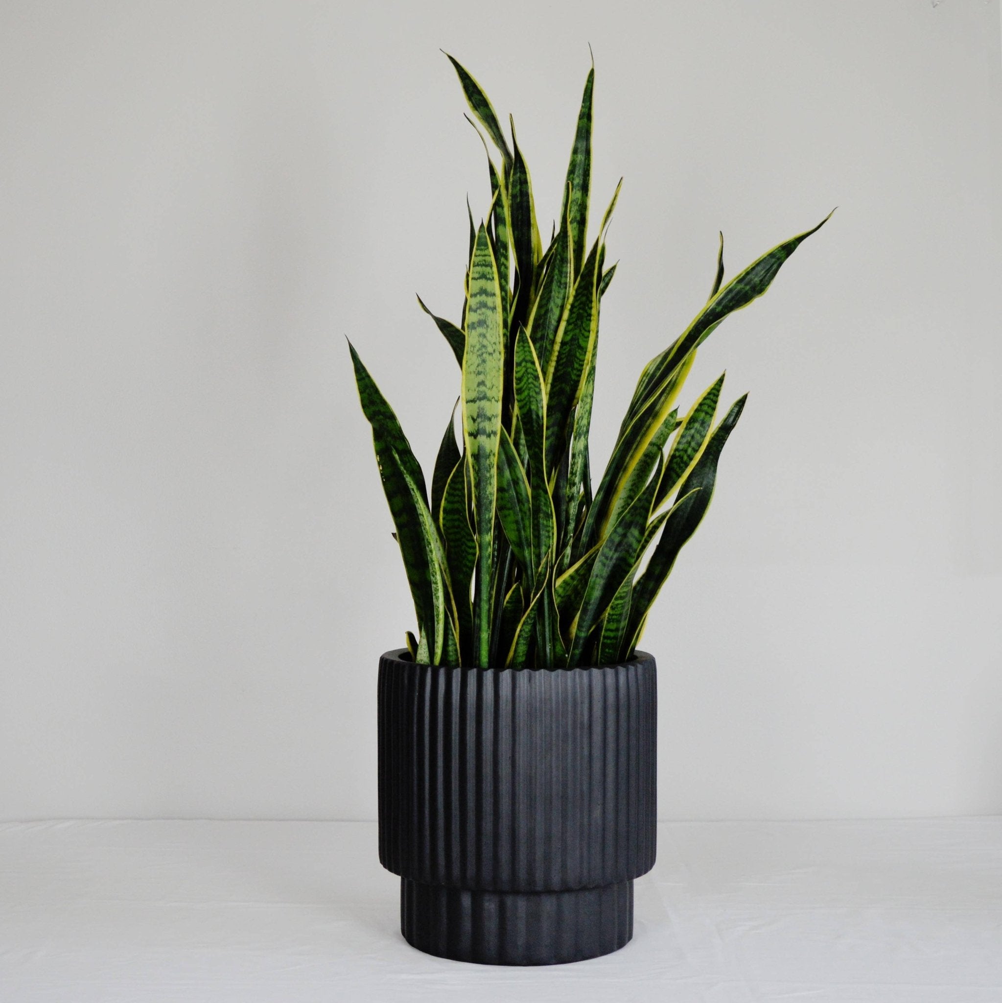 RIDGED CYLINDER POT | PLANTER - Free Living Co