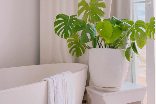 How to Choose Clean Products: A Simple Guide to Finding Truly Non-Toxic Options for Your Home and Body - Free Living Co
