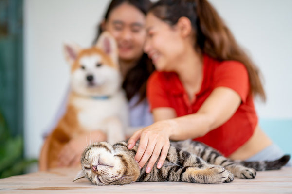 Why Your Pets Deserve Non-Toxic Household Products Too - Free Living Co