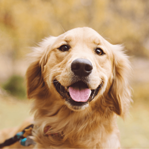 Pet Care - Free Living Co