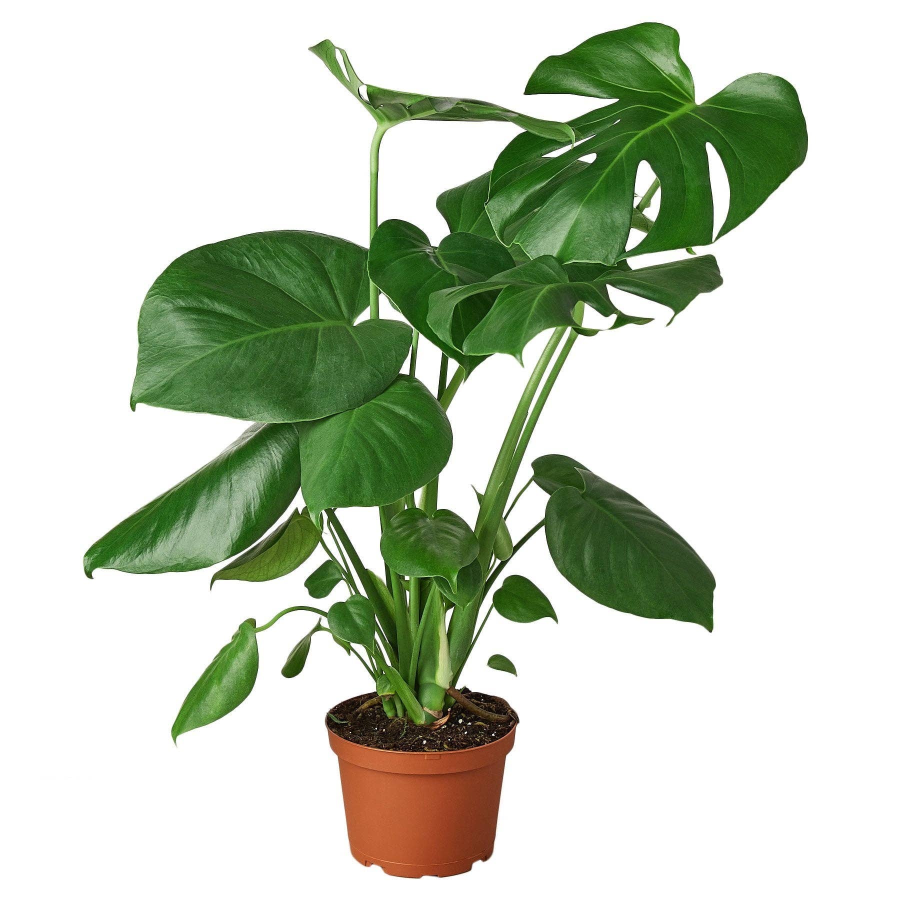 Philodendron Monstera Split-Leaf leaf detail - dramatic split leaf pattern of Thaumatophyllum