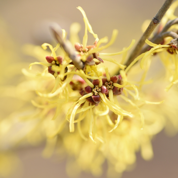 Witch Hazel Water