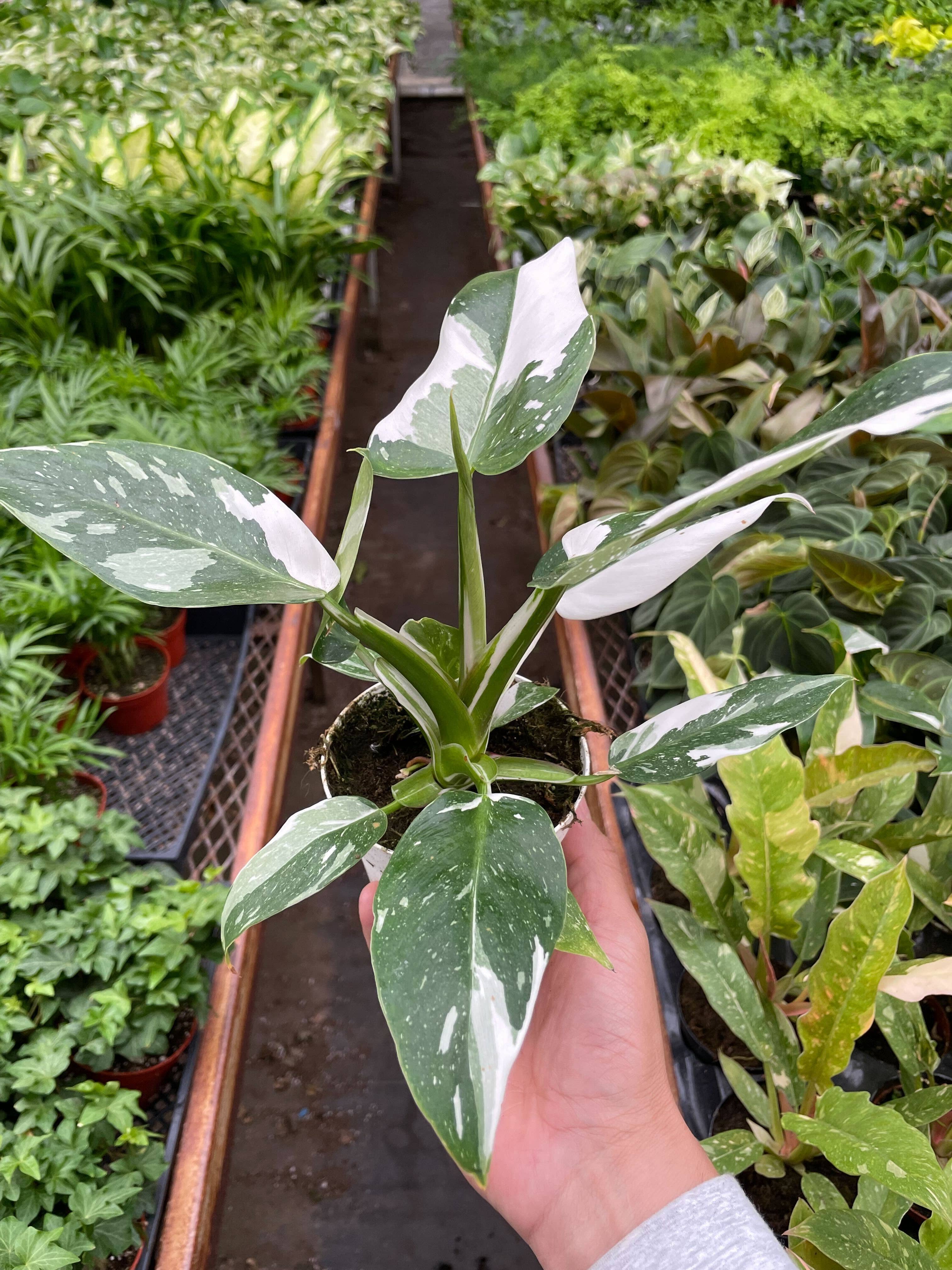 Philodendron White Princess 4 inch pot, tropical foliage with white variegated leaves