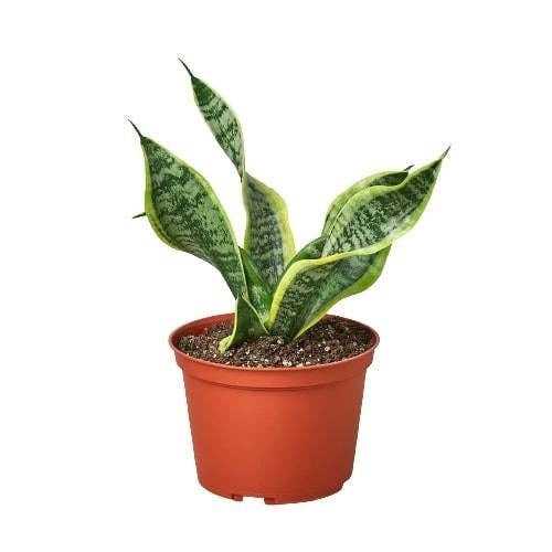 Snake Plant Twist leaf spiral detail - unique twisted Sansevieria with architectural sculptural form