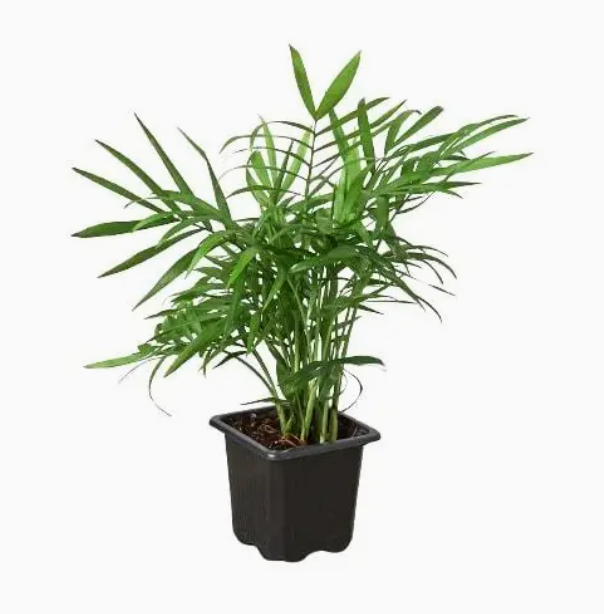 Pet Friendly Plants variety shot - multiple non-toxic houseplant options safe for pets and children