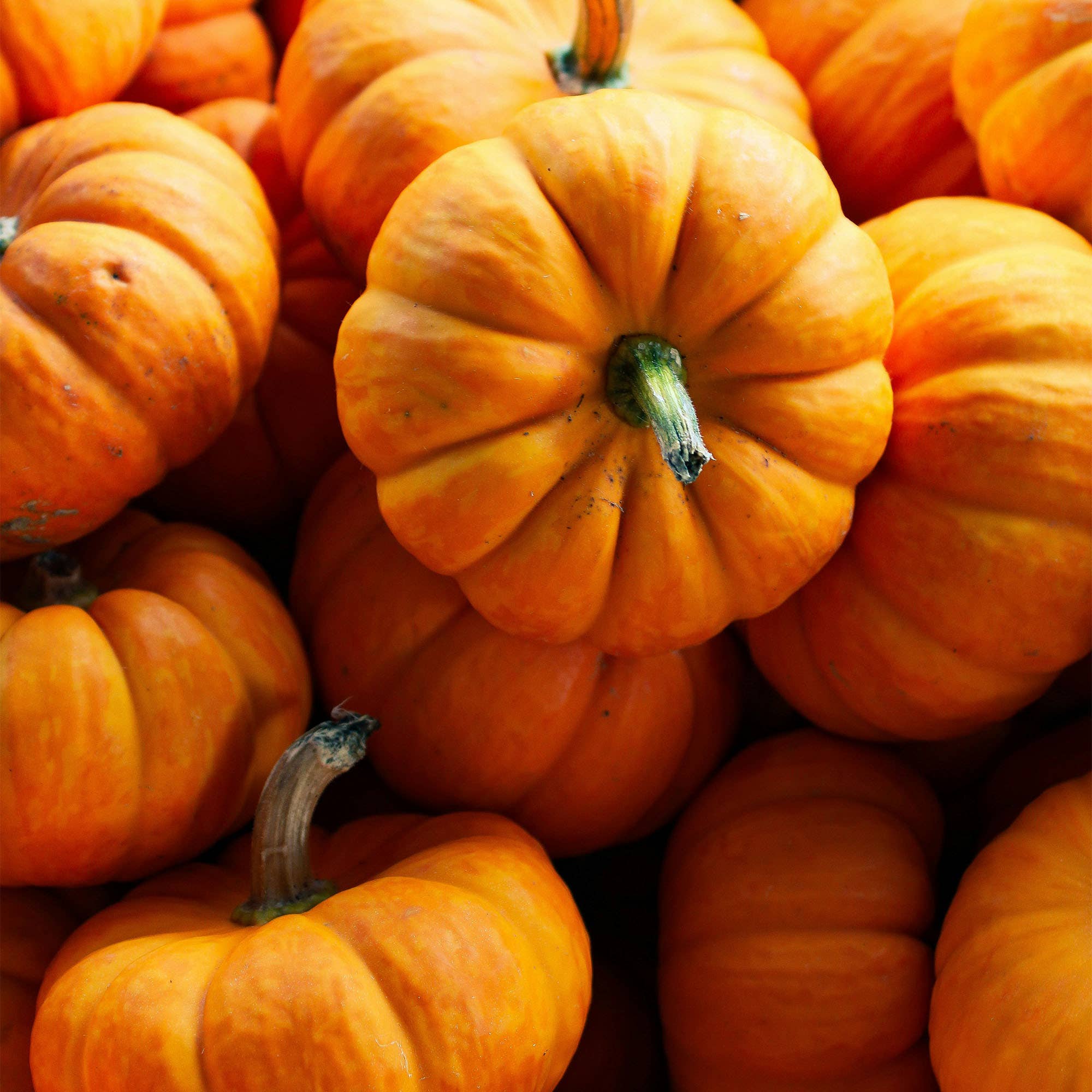 Pumpkin Spice Push Scent Refill