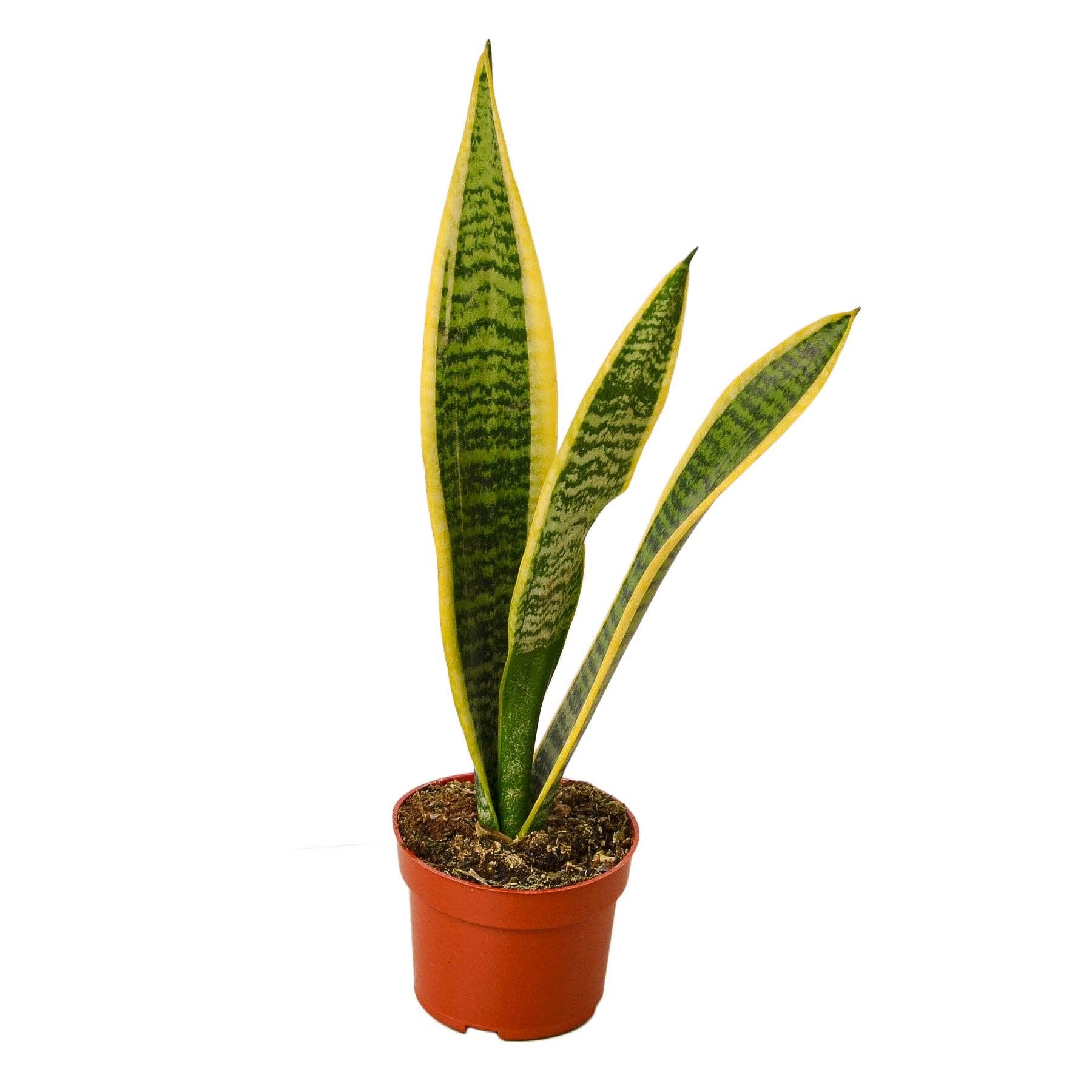 Snake Plant Laurentii in decorative pot, upright sword-shaped green and yellow-striped leaves
