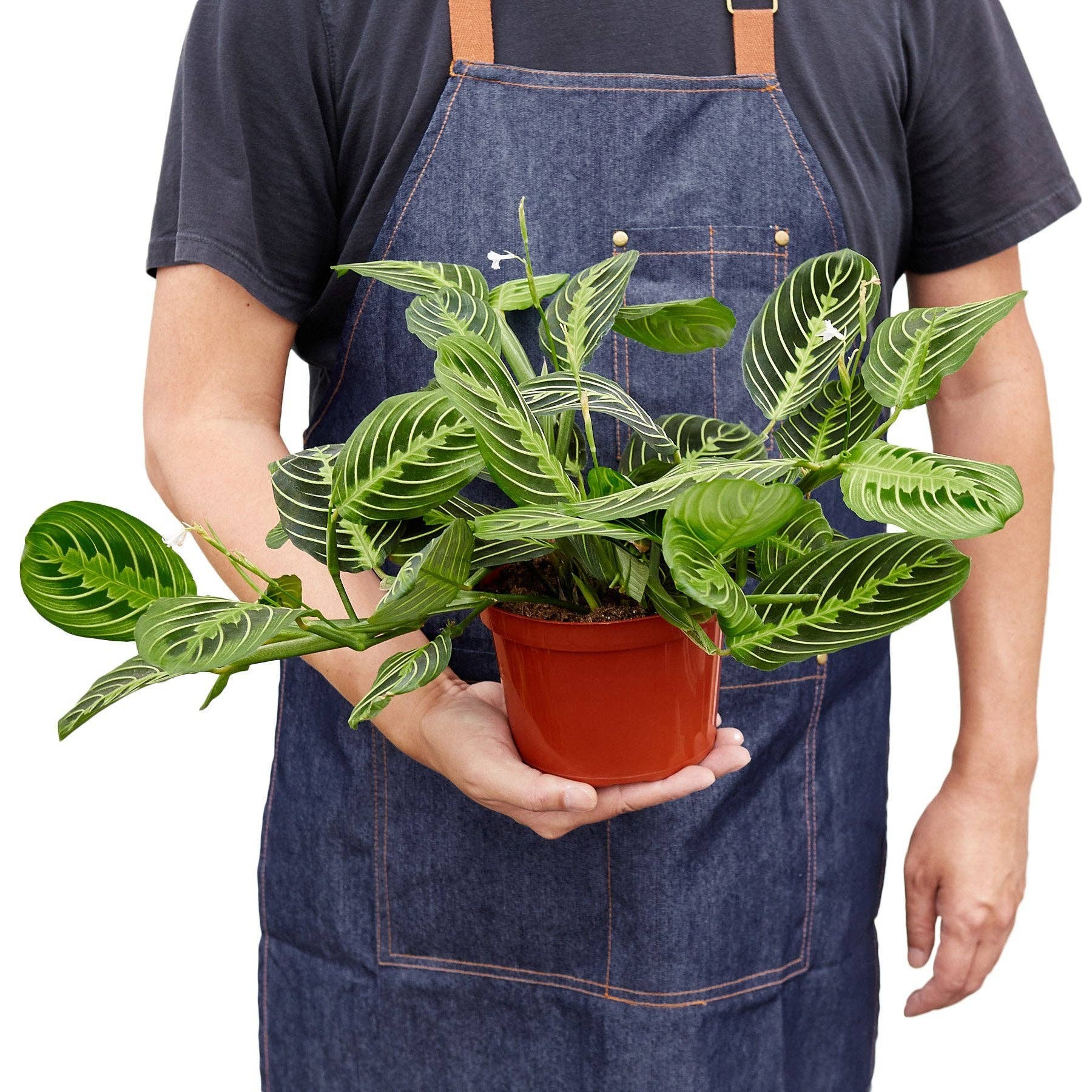 Maranta Lemon Lime leaf pattern - distinctive herringbone yellow stripe on prayer plant leaves