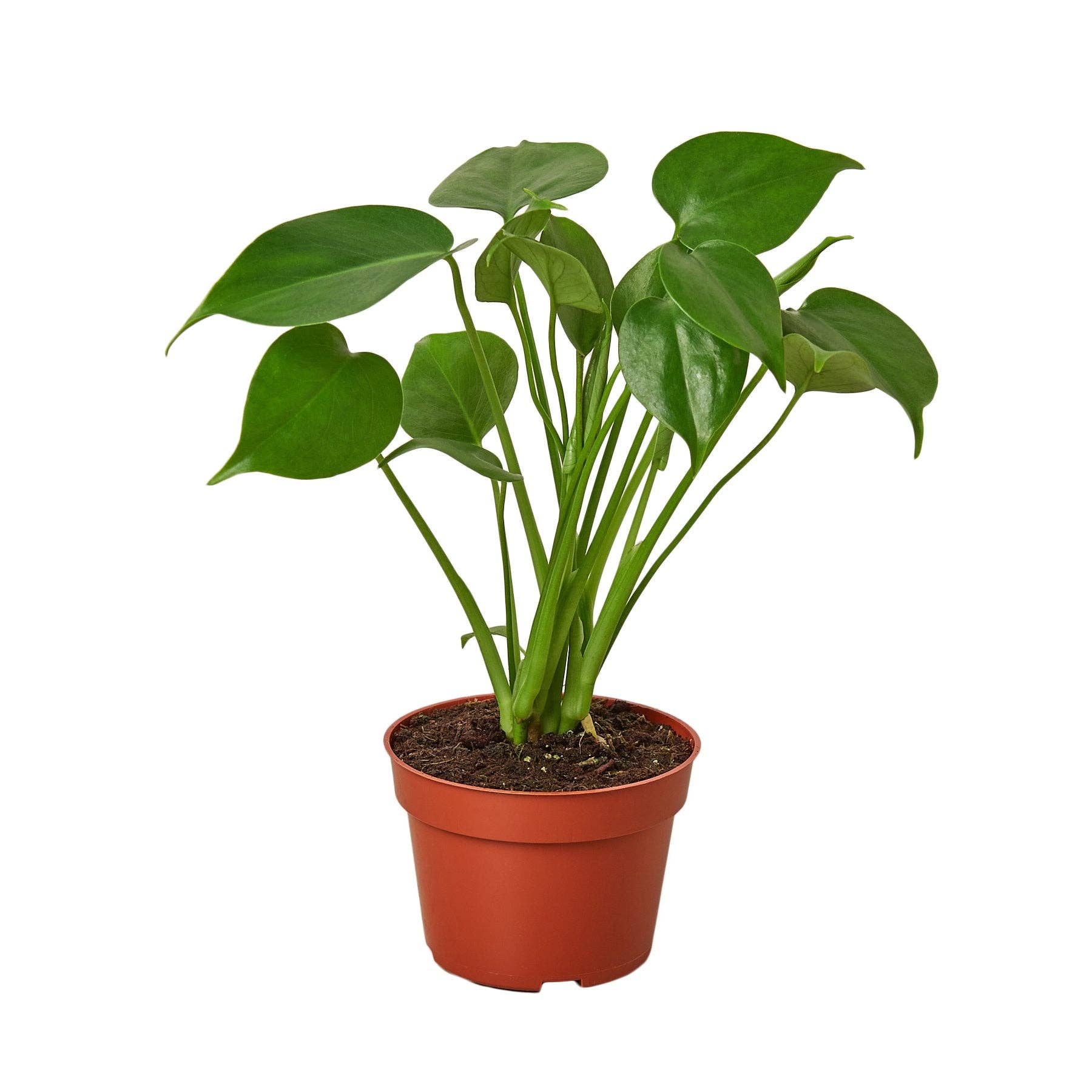 Philodendron Monstera Split-Leaf product view - large tropical houseplant with deeply lobed leaves