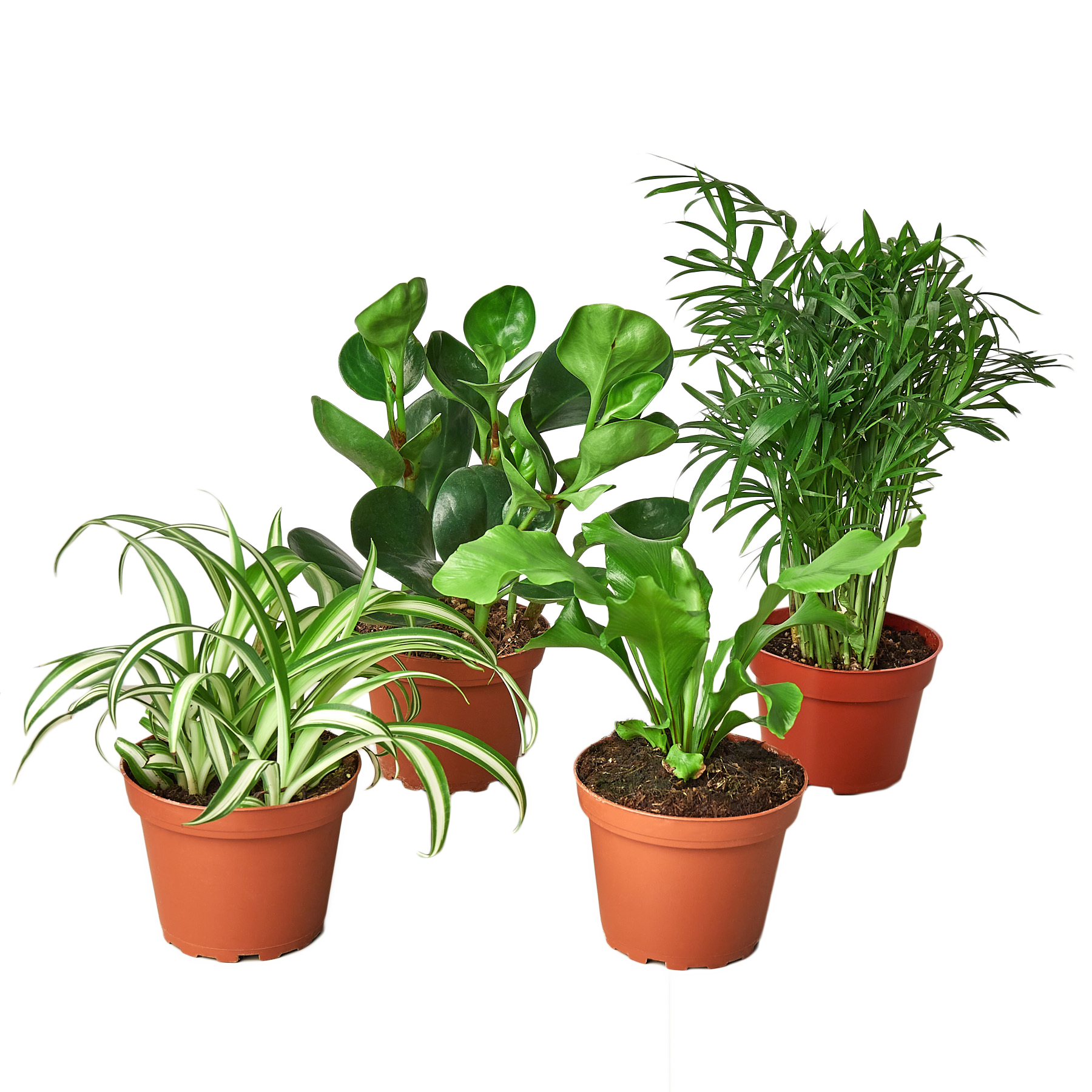 Pet Friendly Plants collection view - non-toxic safe houseplants for homes with cats and dogs