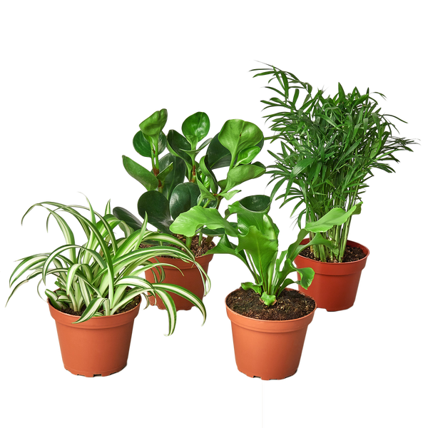Pet Friendly Plants - Free Living Co