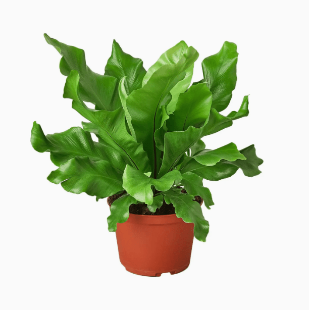 Pet Friendly Plants - Free Living Co